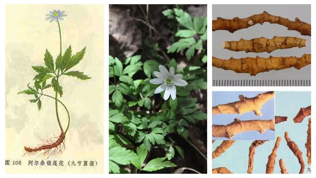 香精与香料(122)—菖蒲