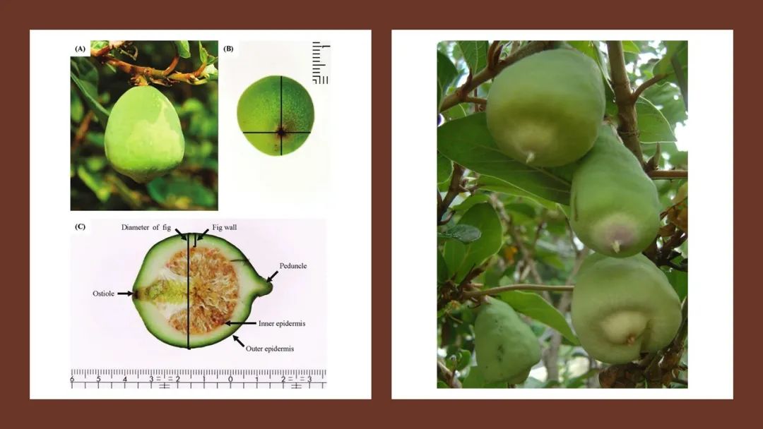 香精与香料(123)—薜荔