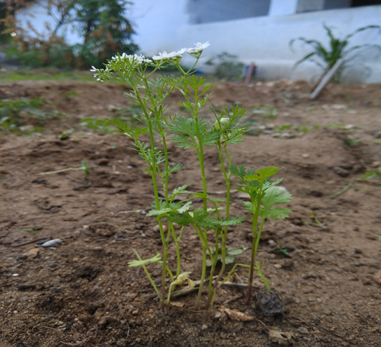 香精与香料(128)—芫荽