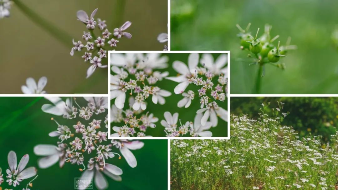 香精与香料(128)—芫荽