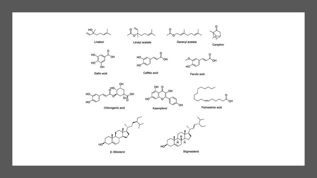 香精与香料(128)—芫荽