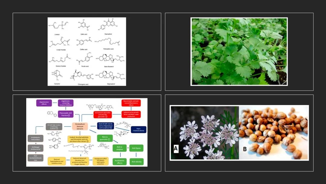 香精与香料(128)—芫荽