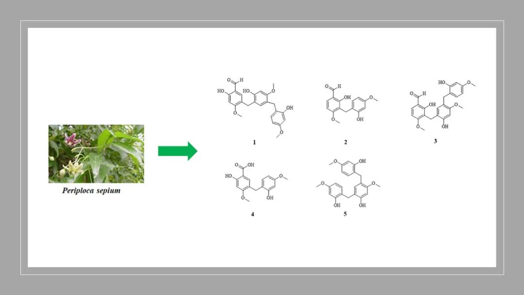 香精与香料(129)—香加皮