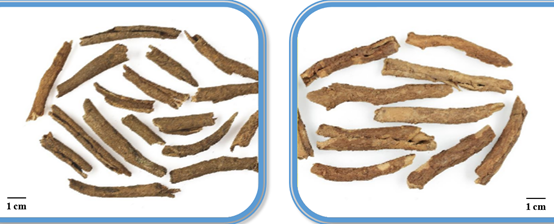 香精与香料(130)—五加皮