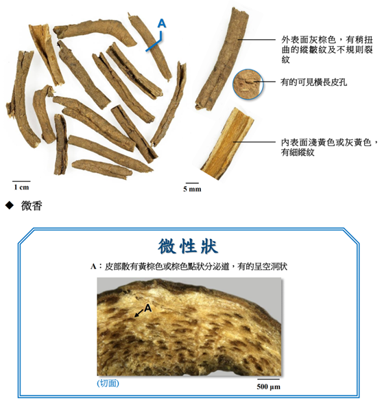 香精与香料(130)—五加皮