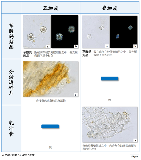 香精与香料(130)—五加皮