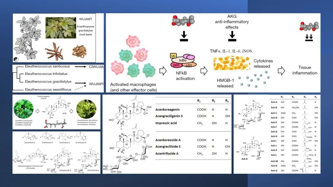 香精与香料(130)—五加皮