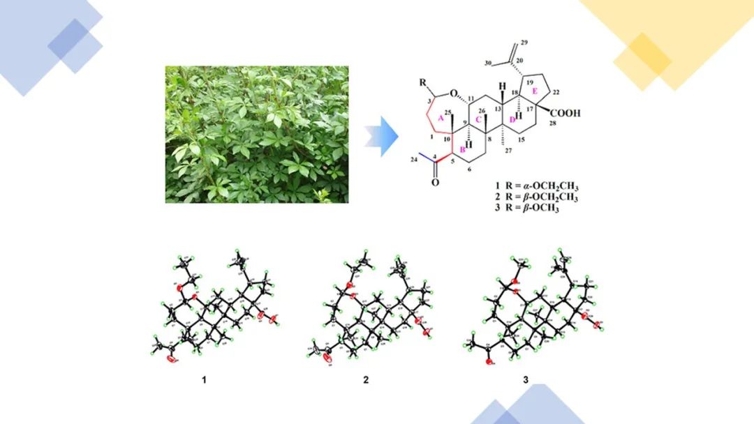 香精与香料(130)—五加皮