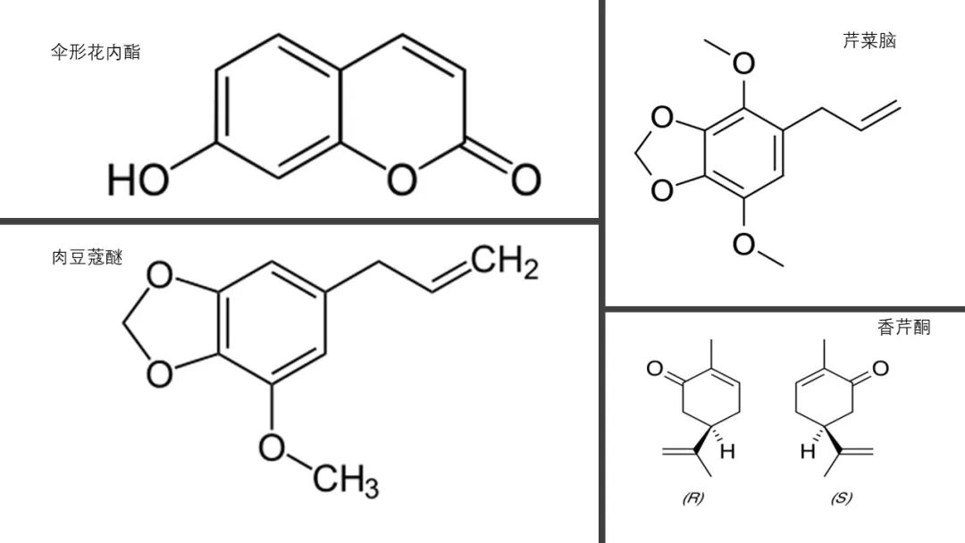 香精与香料(132)—莳萝