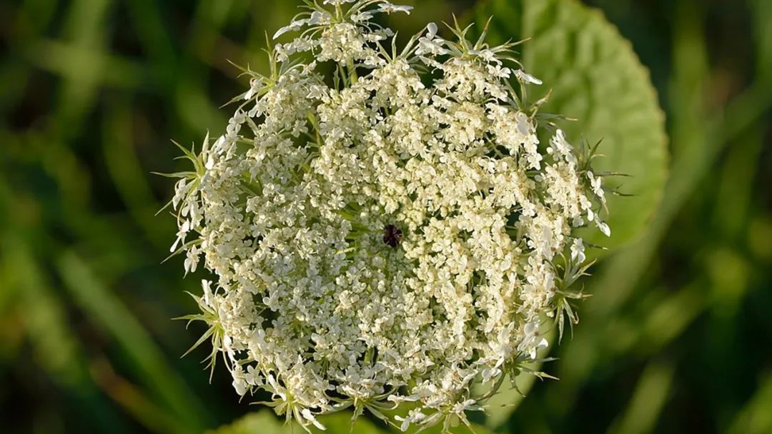 香精与香料(135)—野胡萝卜(Daucus carota)