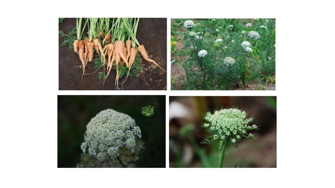 香精与香料(135)—野胡萝卜(Daucus carota)