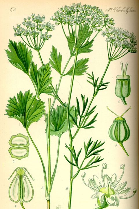 香精与香料(139)—茴芹Pimpinella anisum