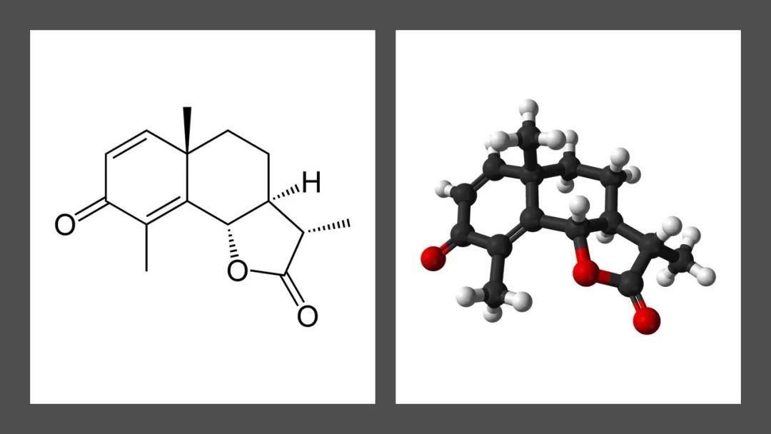 香精与香料(141)—蛔蒿