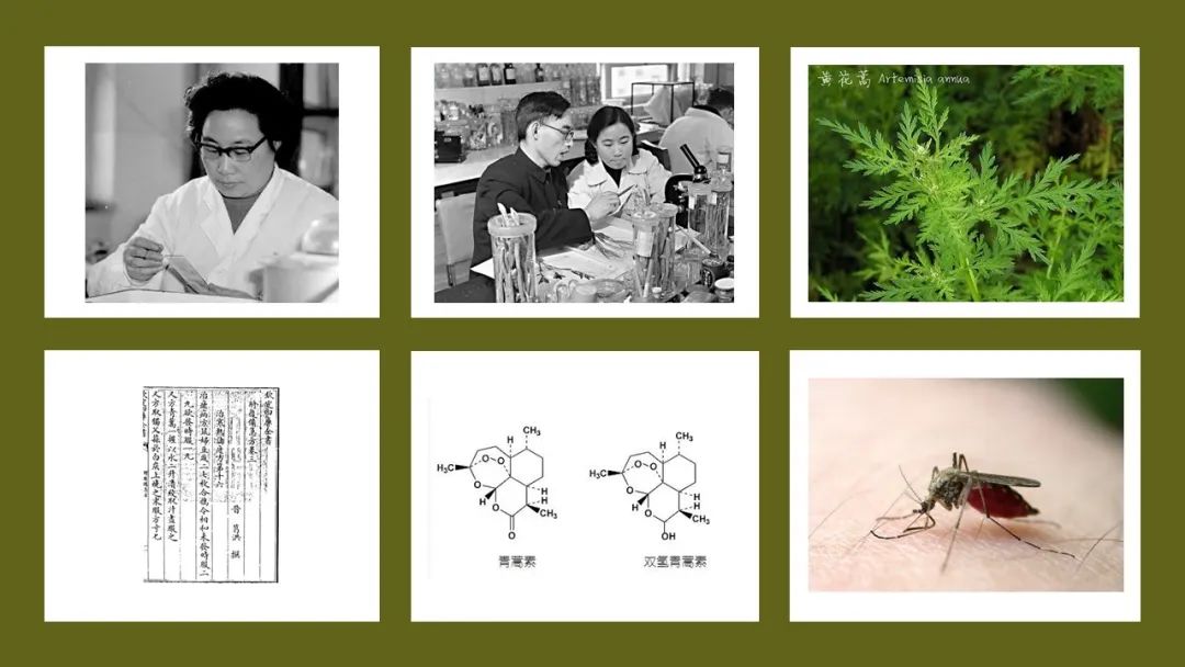 香精与香料(142)—青蒿