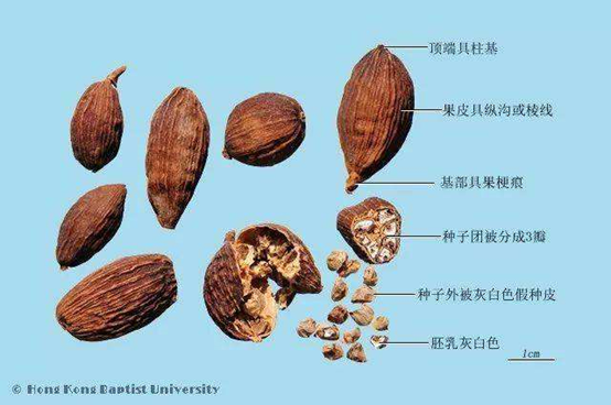 香精与香料(145)—草果