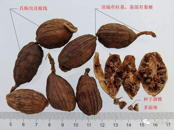 香精与香料(145)—草果