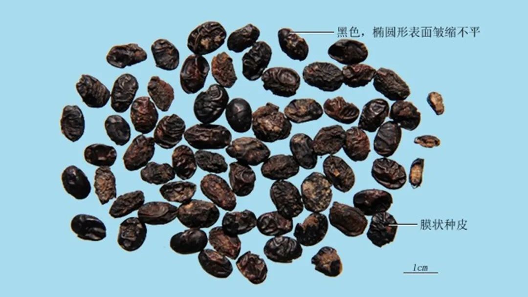 香精与香料(146)—淡豆豉