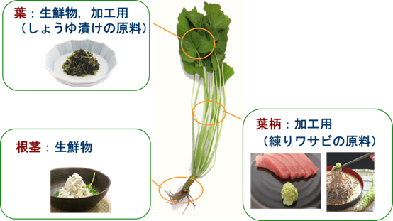 香精与香料(147)—芥末