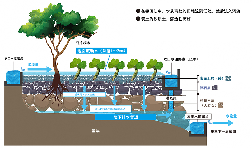 香精与香料(148)—山葵