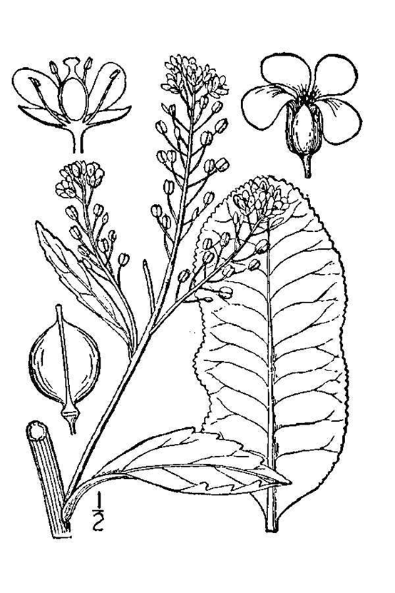 香精与香料(149)—辣根