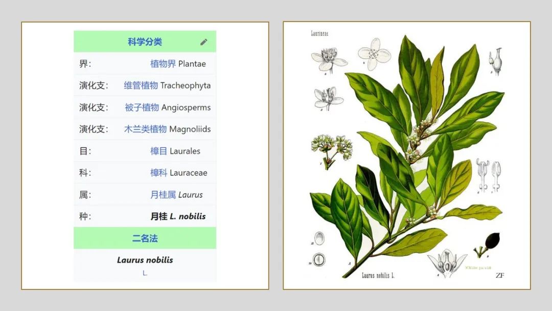 香精与香料(150)—月桂