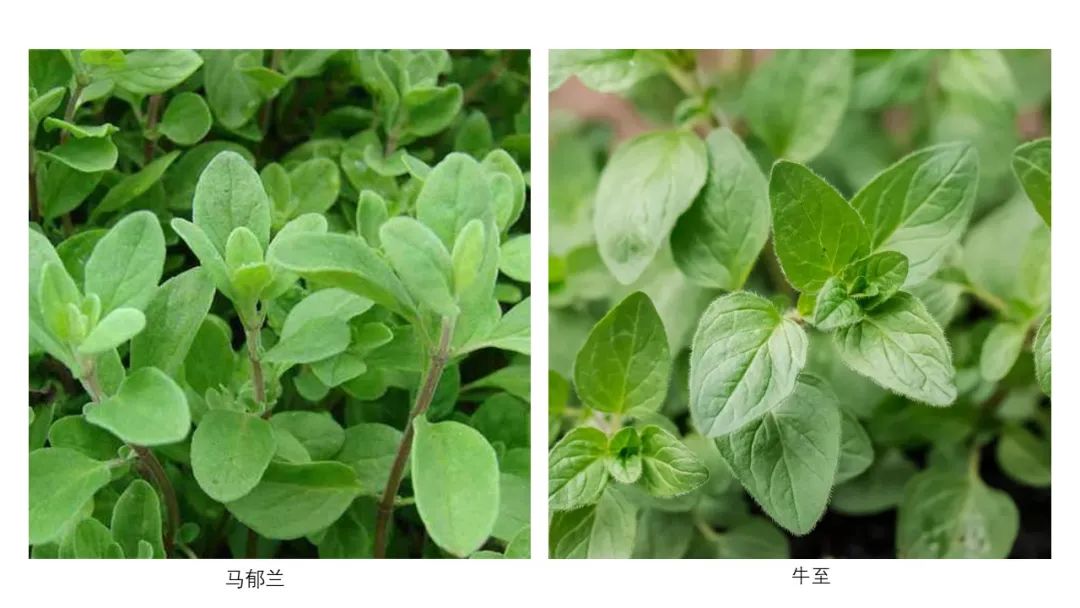 香精与香料(151)—牛至(Oregano)