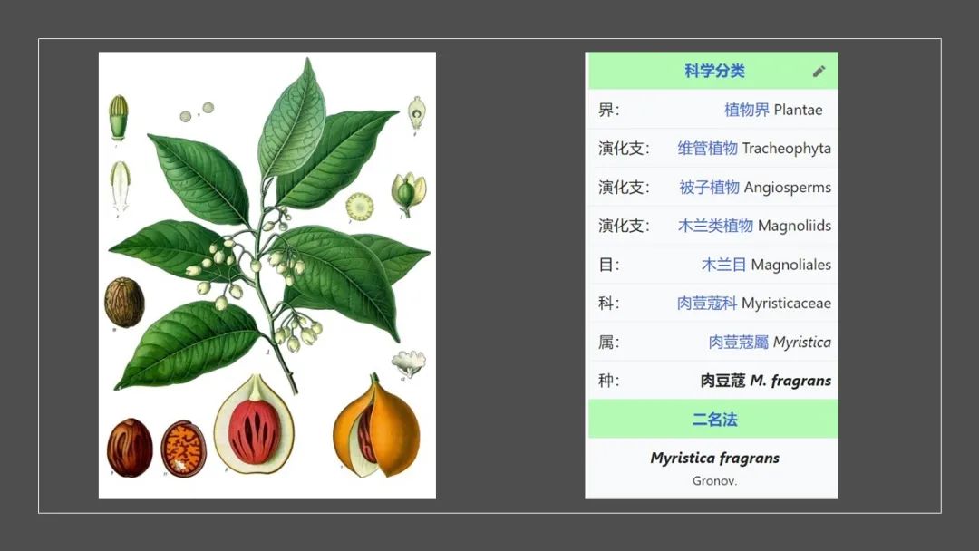 香精与香料(152)—豆蔻