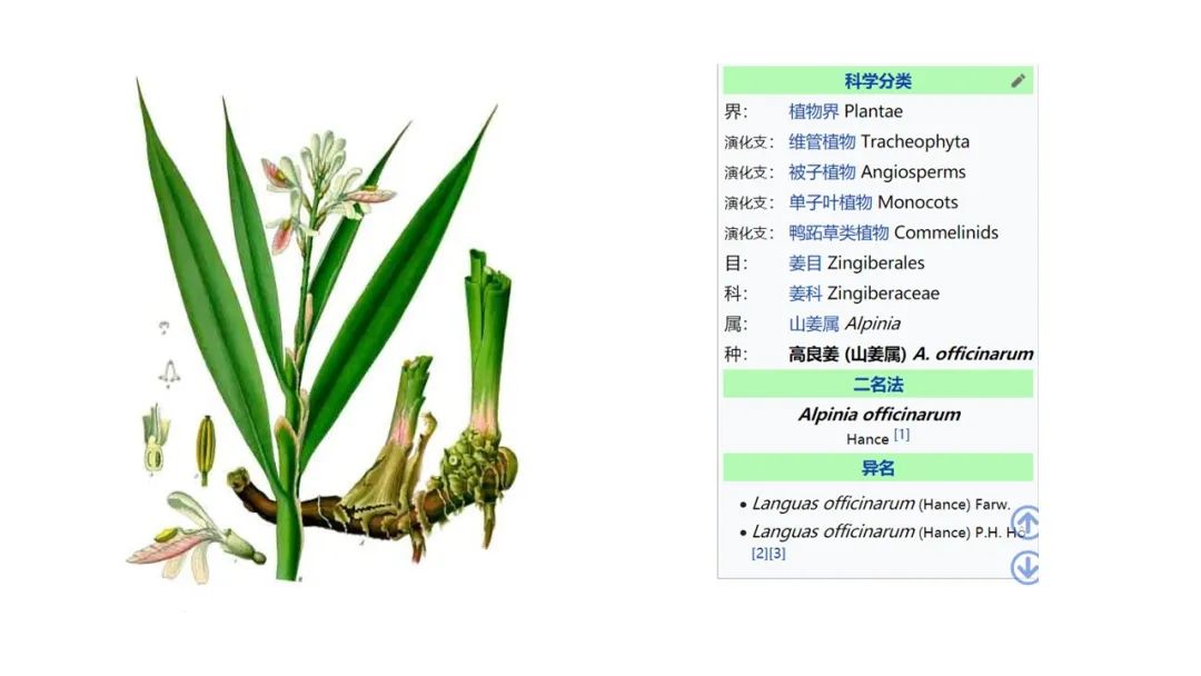 香精与香料(154)—良姜