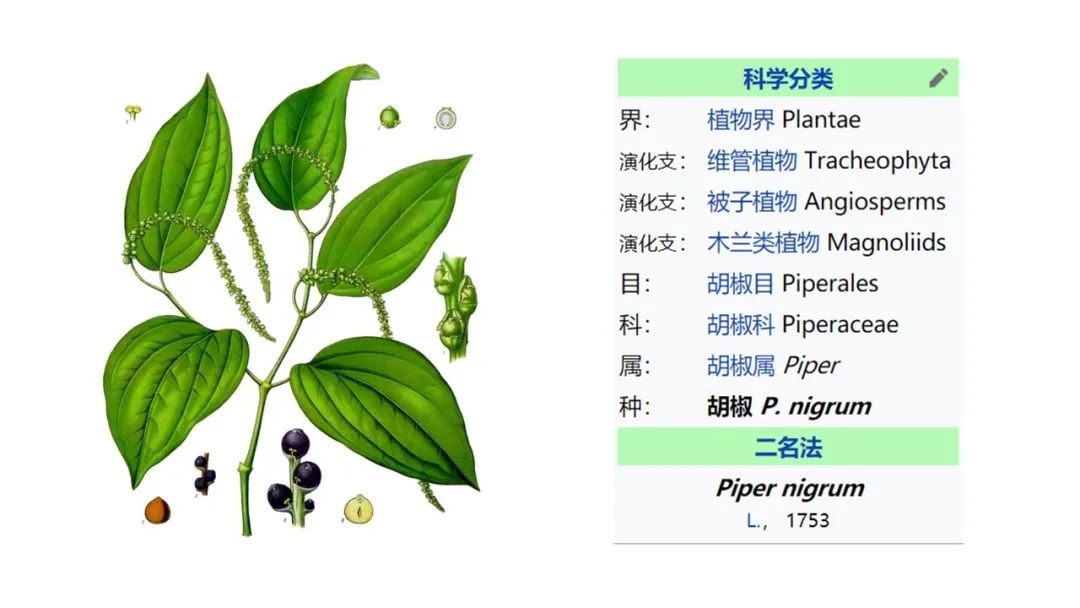 香精与香料(157)—胡椒