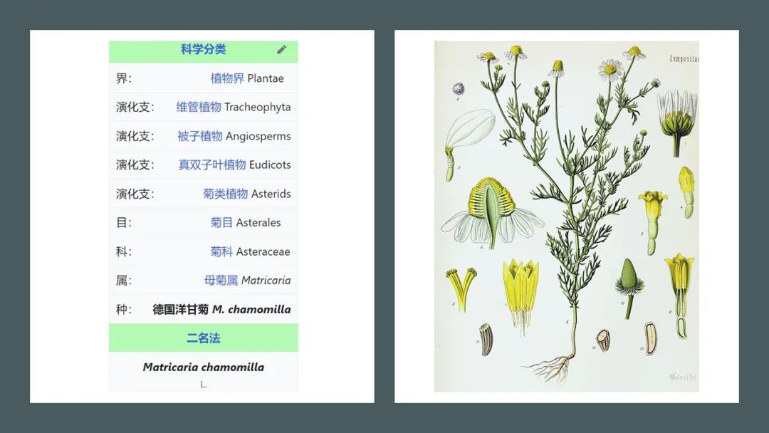 香精与香料(165)—洋甘菊