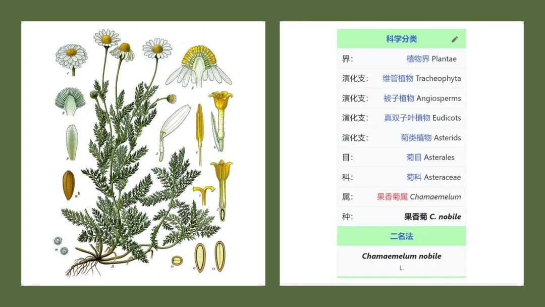 香精与香料(165)—洋甘菊