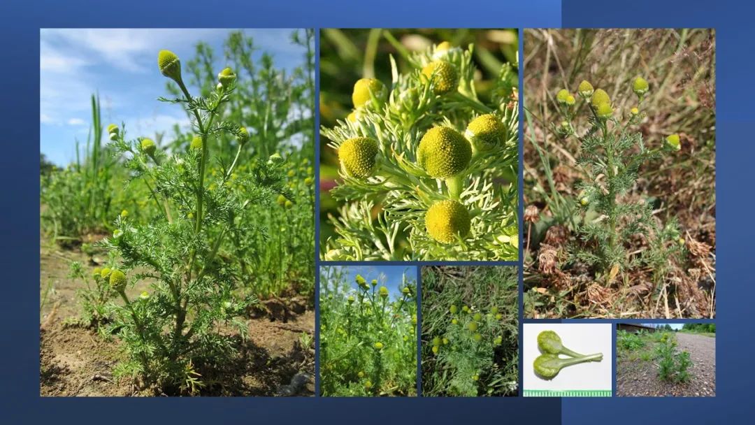 香精与香料(165)—洋甘菊