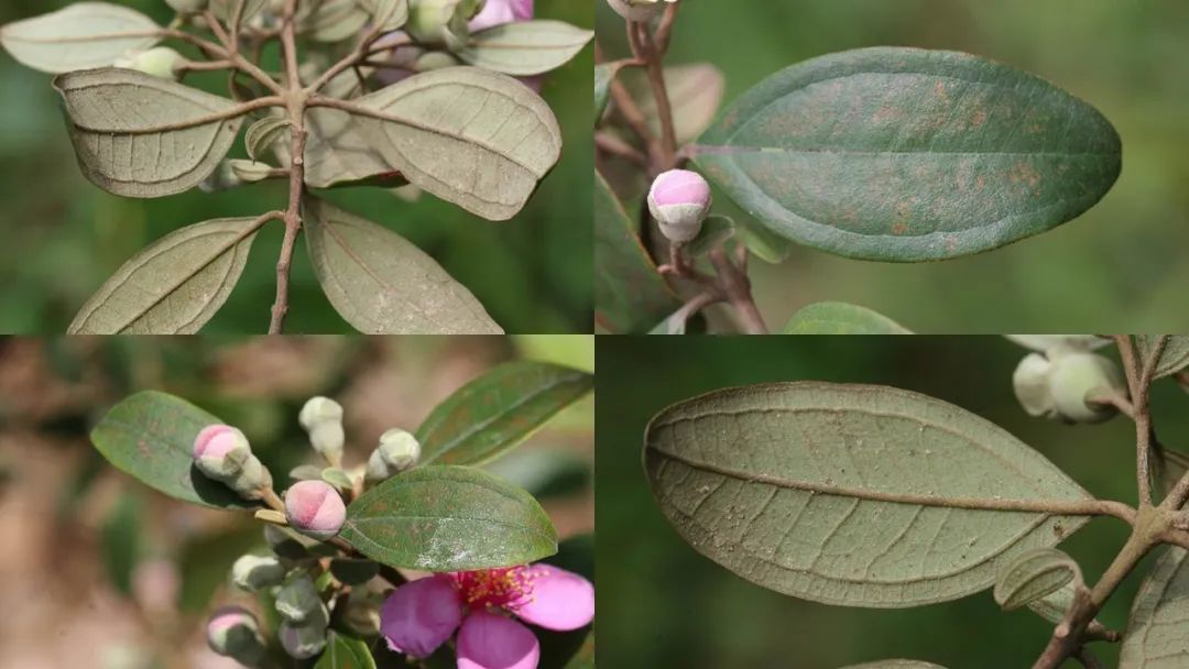 香精与香料(167)—桃金娘