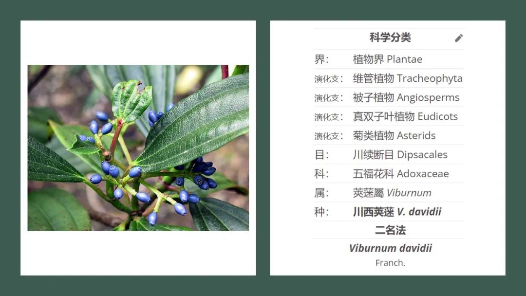 香精与香料(168)—荚蒾