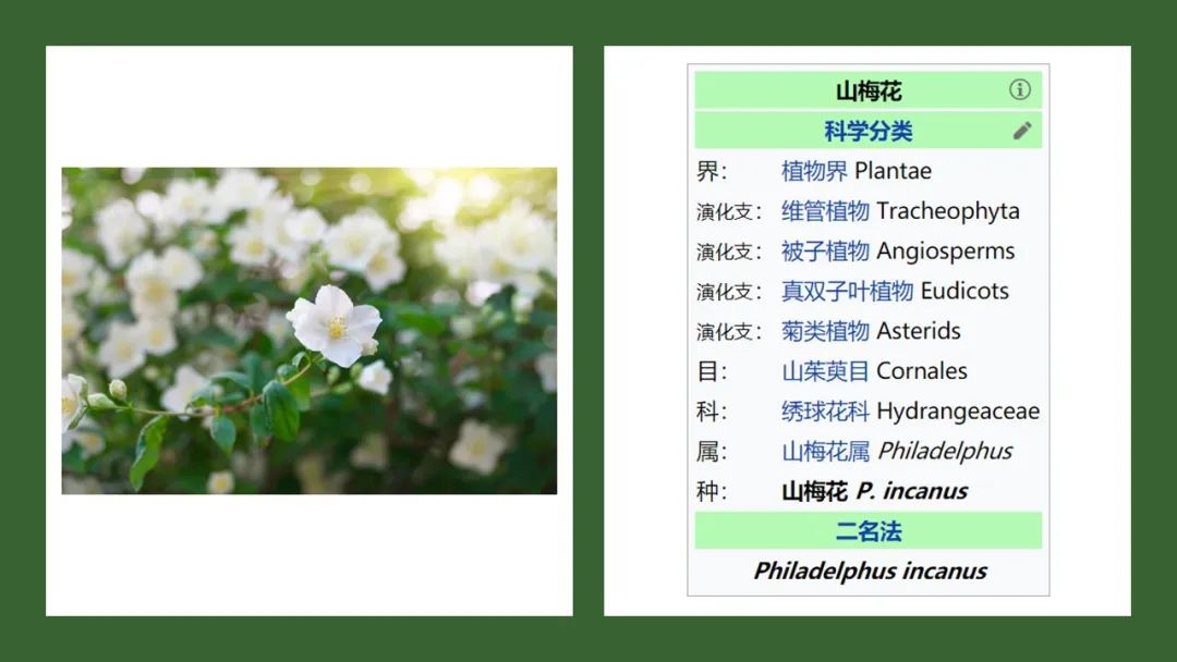 香精与香料(169)—山梅花