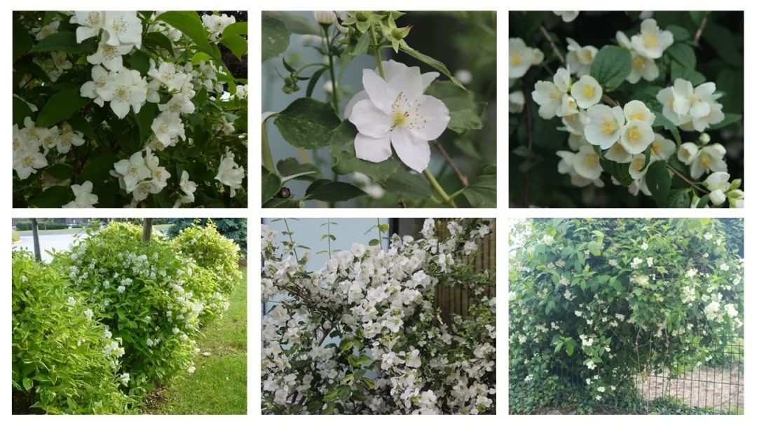 香精与香料(169)—山梅花