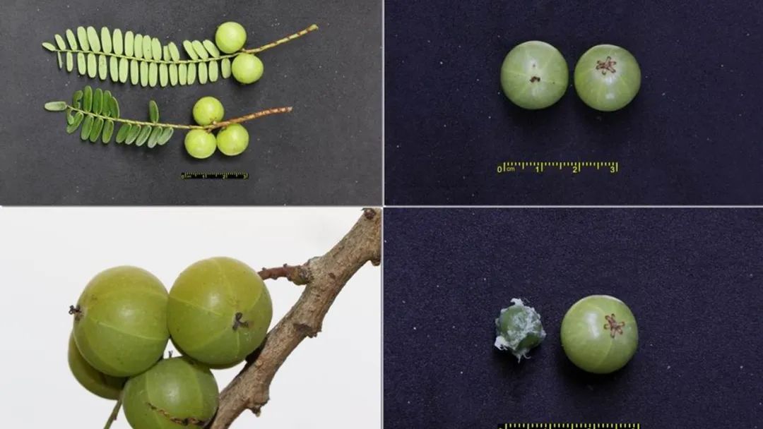 香精与香料(170)—油柑