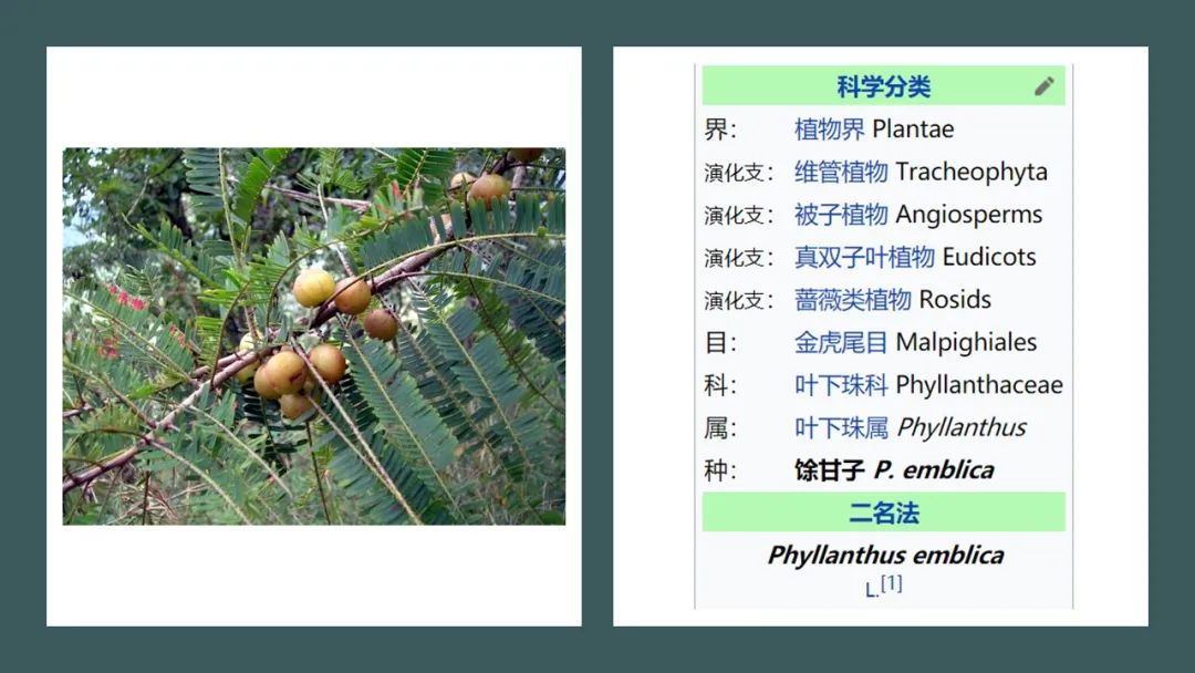 香精与香料(170)—油柑