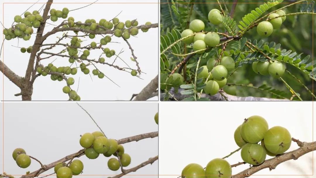 香精与香料(170)—油柑