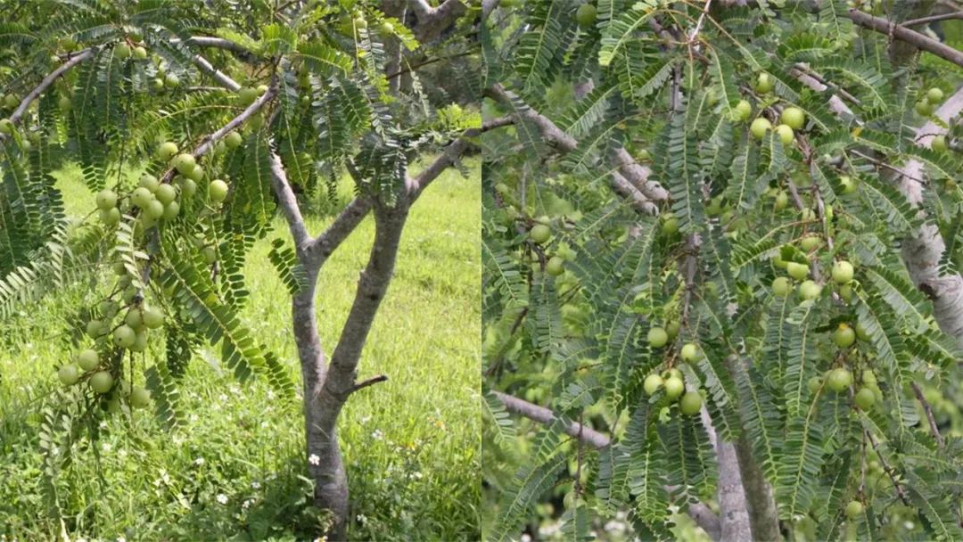香精与香料(170)—油柑
