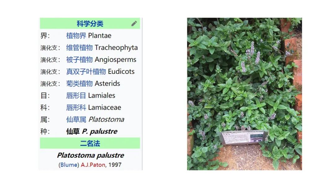香精与香料(172)—凉粉草