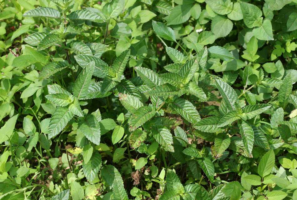 香精与香料(172)—凉粉草