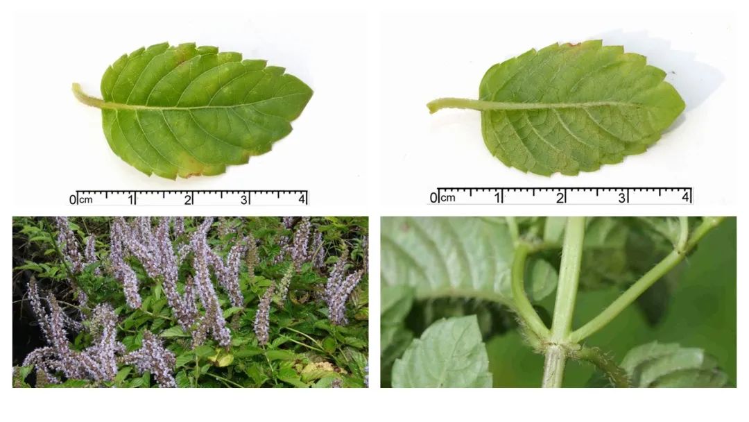 香精与香料(172)—凉粉草