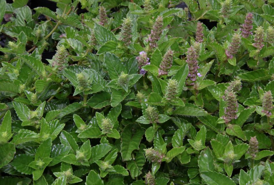 香精与香料(172)—凉粉草