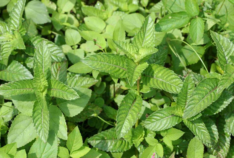 香精与香料(172)—凉粉草