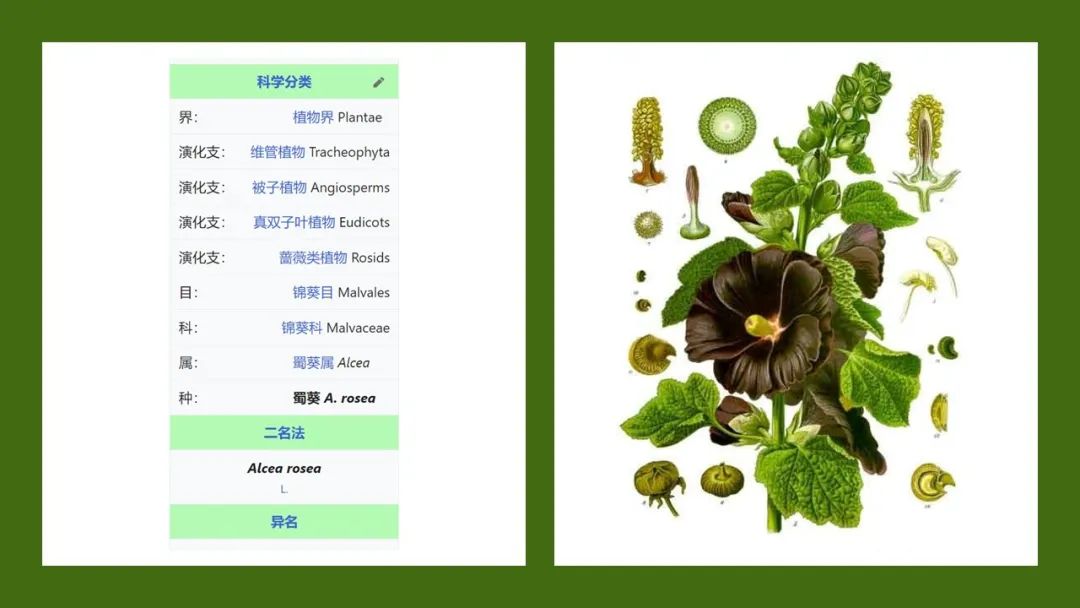 香精与香料(174)—蜀葵