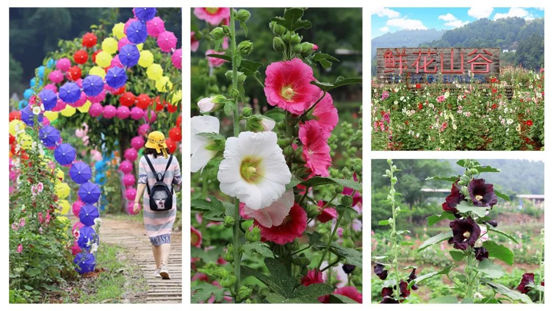 香精与香料(174)—蜀葵