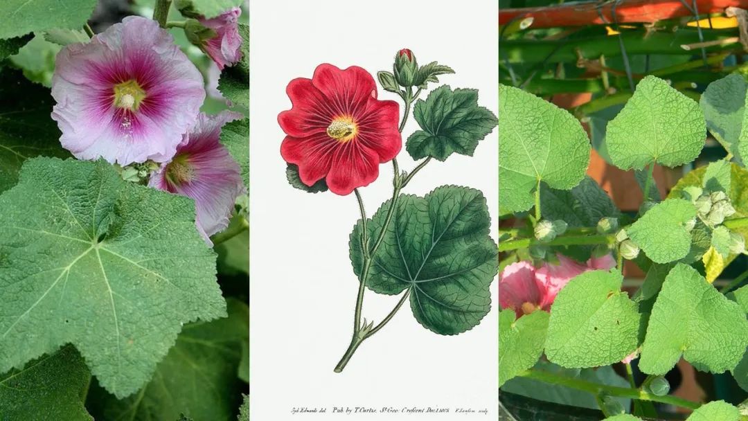 香精与香料(174)—蜀葵