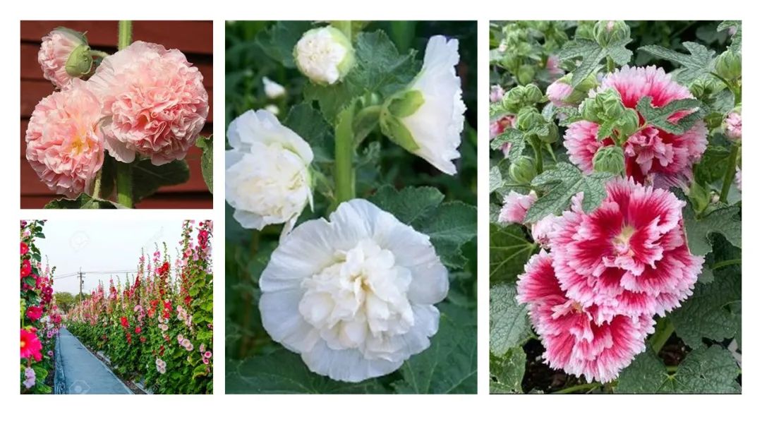 香精与香料(174)—蜀葵