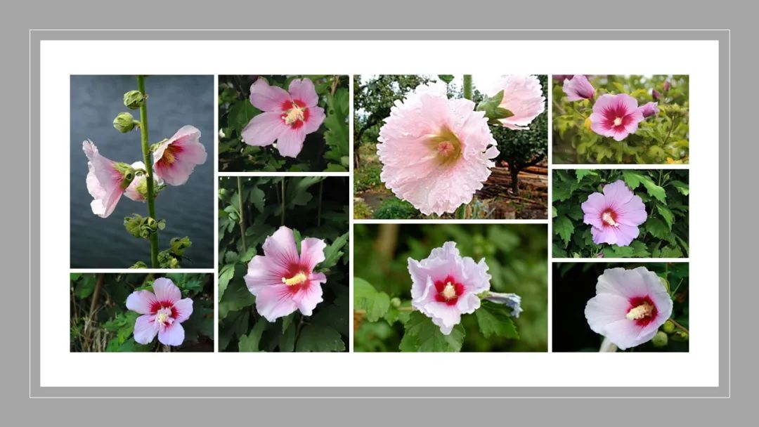 香精与香料(174)—蜀葵